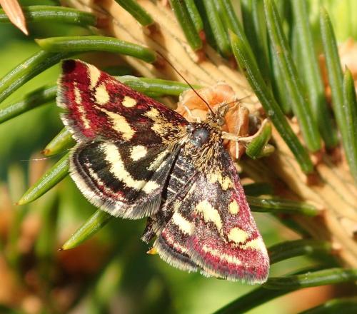 Réf. 203 762 : Pyrausta purpuralis